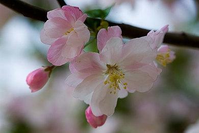 新增狗狗伙伴《皮克敏4》将于7月21日发售